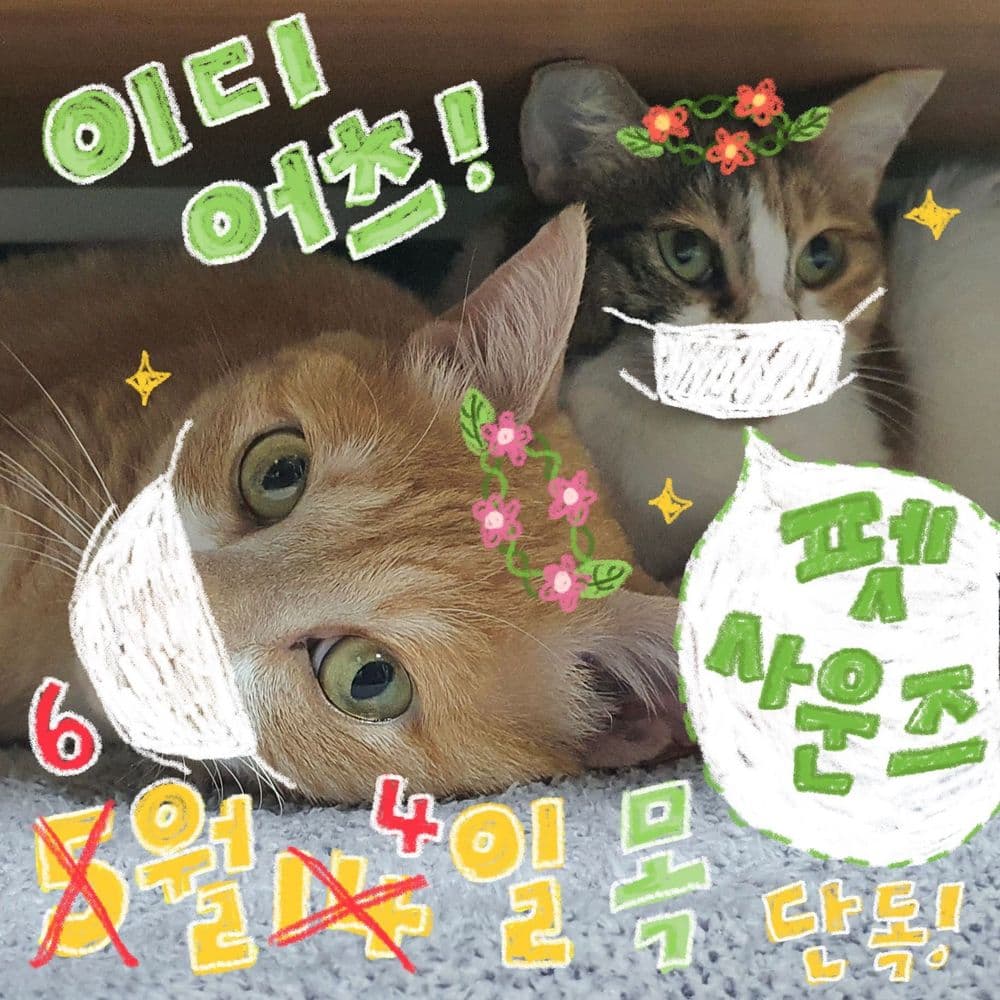 펫사운즈 공연의 1번째 포스터