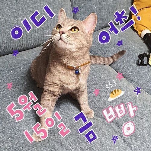 5월 빵 공연의 1번째 포스터